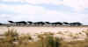 797019.jpg (39655 bytes)