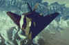 f-117_on_the_move.jpg (25928 bytes)